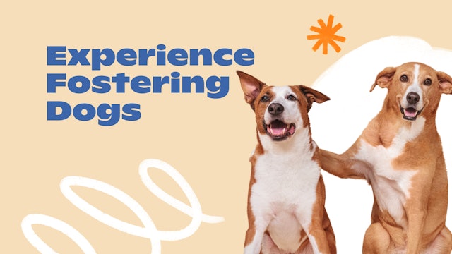 New Normal: Experience with Fostering Dogs