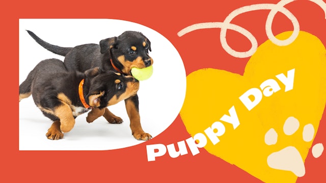 Puppy Collection: Puppy Day