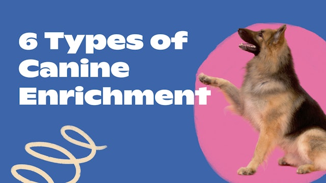 6 Types of Canine Enrichment