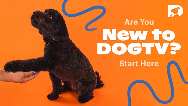 Are You New to DOGTV? Start Here