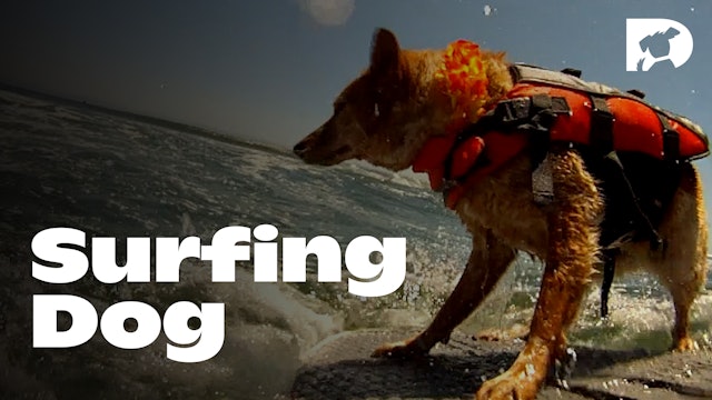 Stimulation: Surfing Dog