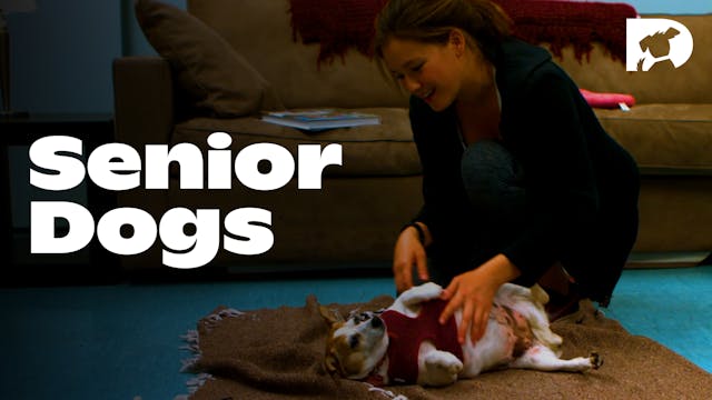 Relaxation: Senior Dogs