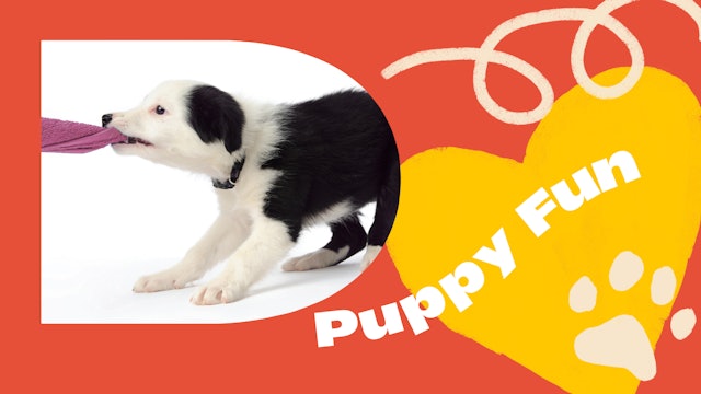 Puppy Collection: Puppy Fun