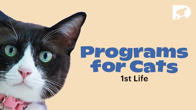 Programs for Cats: Life 1