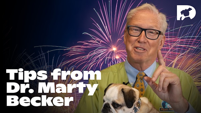 Dr. Marty Becker Discusses Remedies for Firework Anxiety 