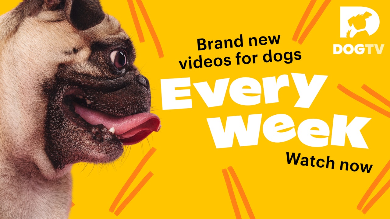 New Videos For Dogs