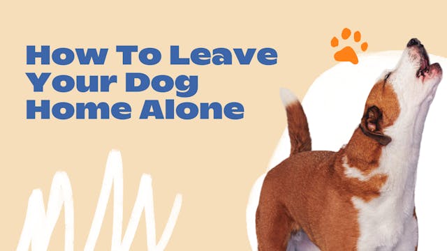 New Normal: How to Leave Your Dog Hom...