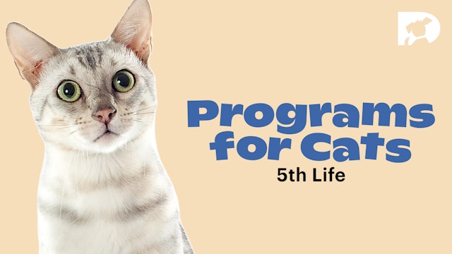 Programs for Cats: Life 5