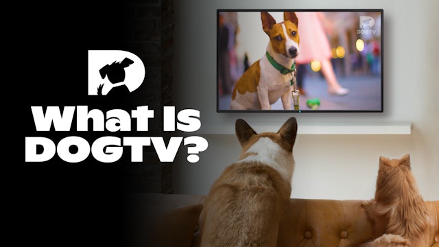 What is DOGTV?