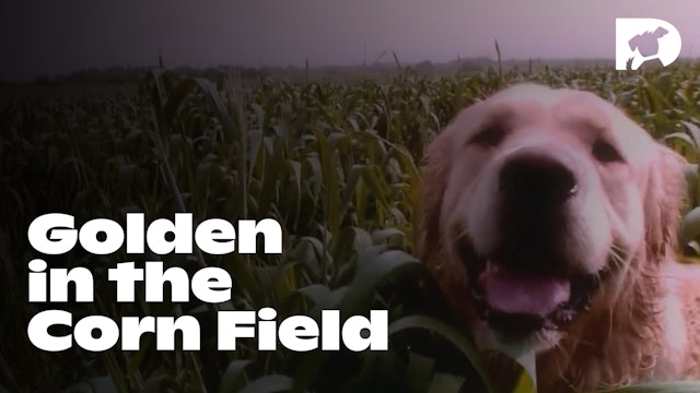 Stimulation: Golden Retriever in a Corn Field