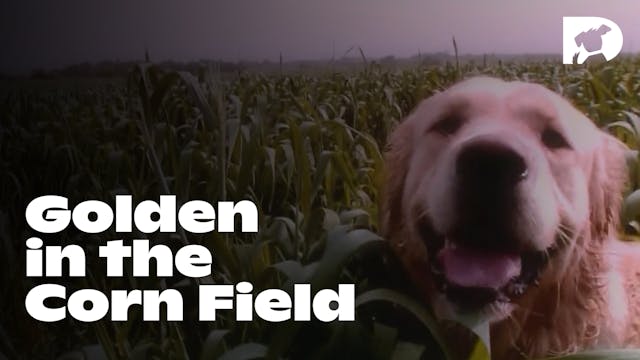 Stimulation: Golden in the Corn Field