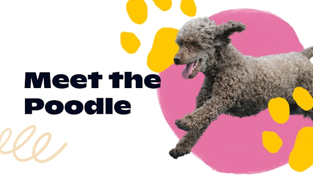 Meet the Poodle
