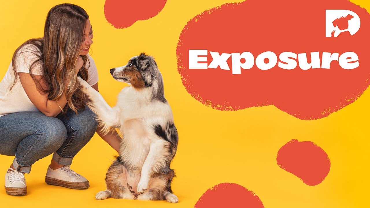 For Dogs: Exposure