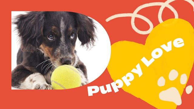 Puppy Collection: Puppy Love