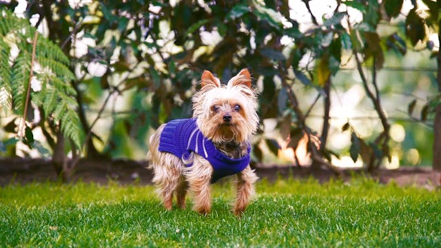 Backyard Stroll