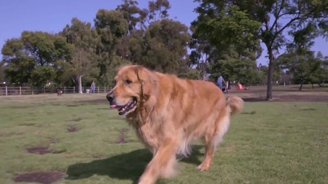 Dog Park Stroll
