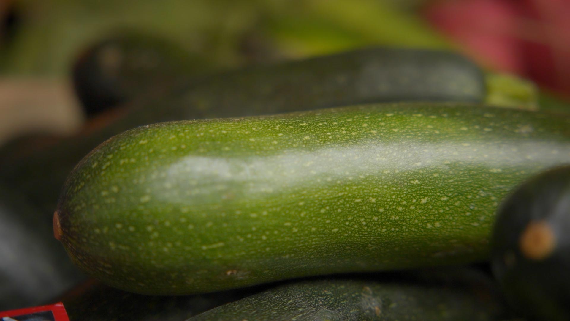Zucchini