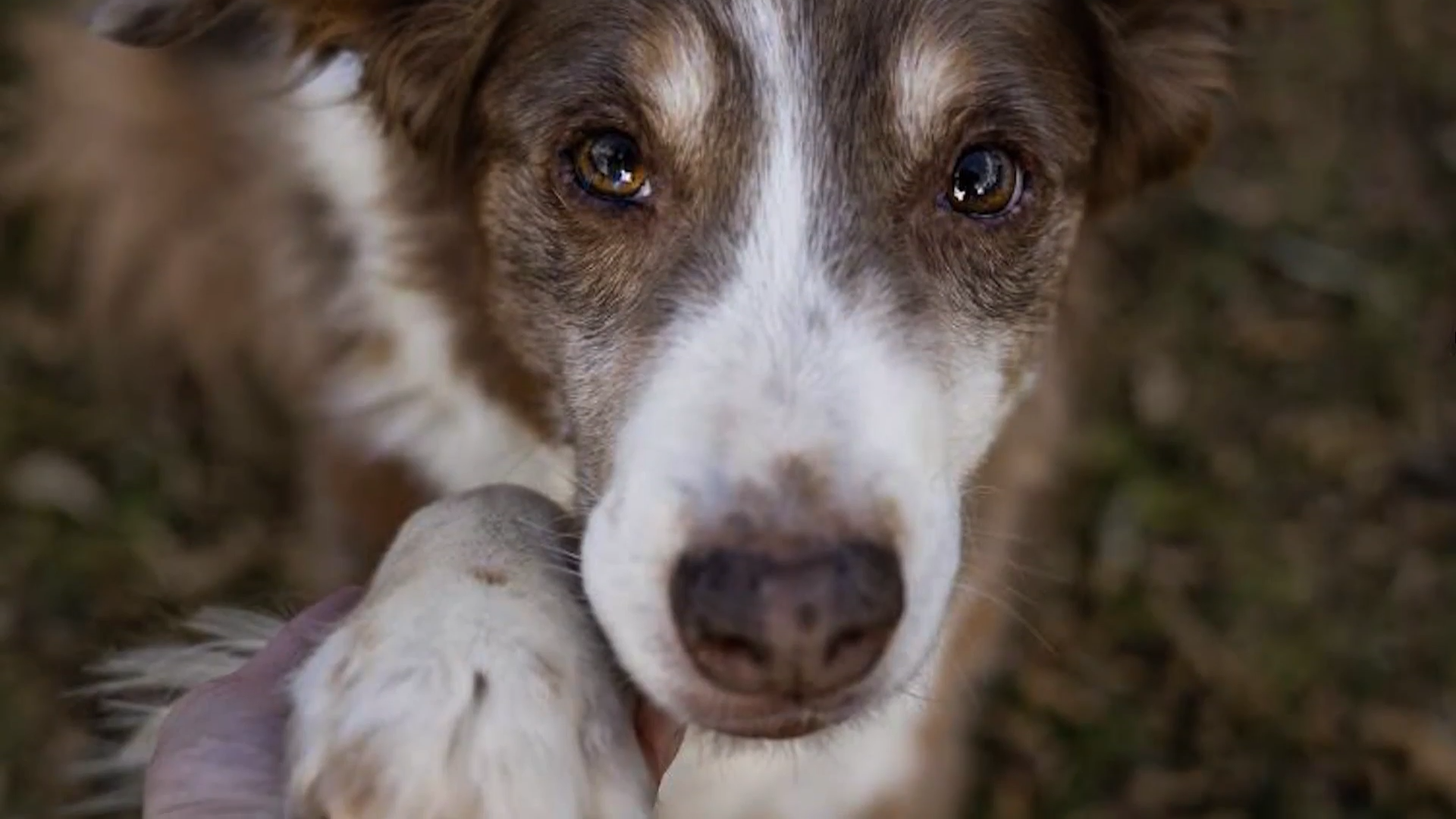 A Home for Every Heart