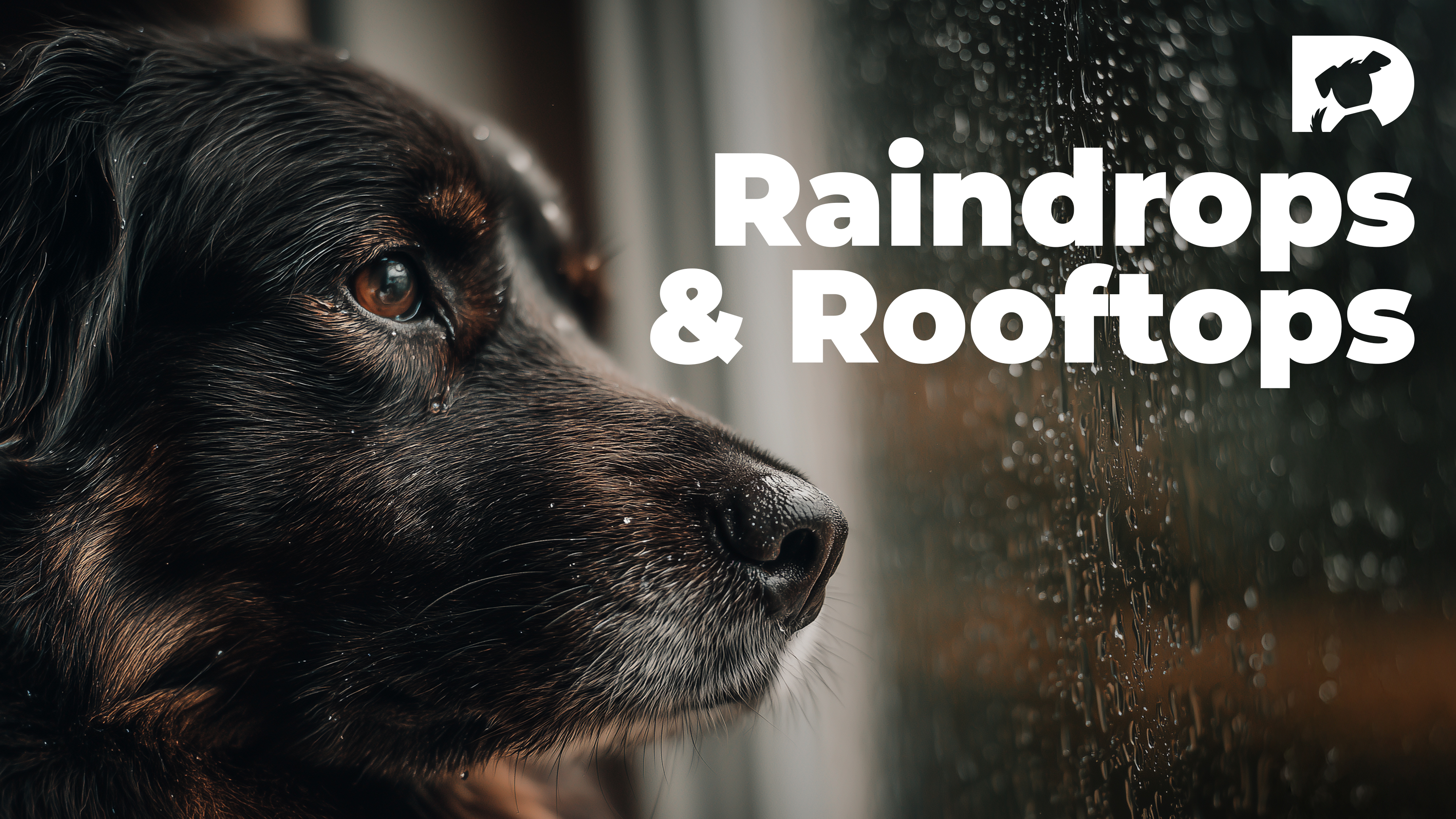 Raindrops & Rooftops