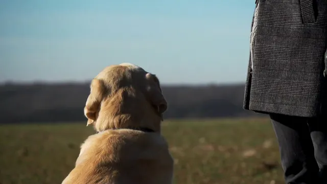 A Labrador’s Country Walk
