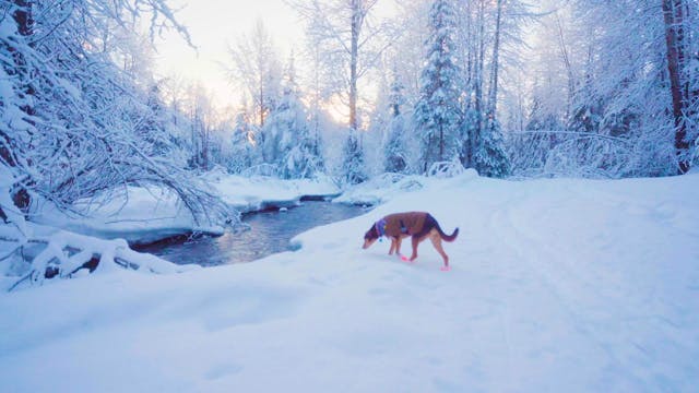 Winter Walkway
