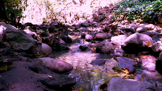 Water Through the Rocky Woods