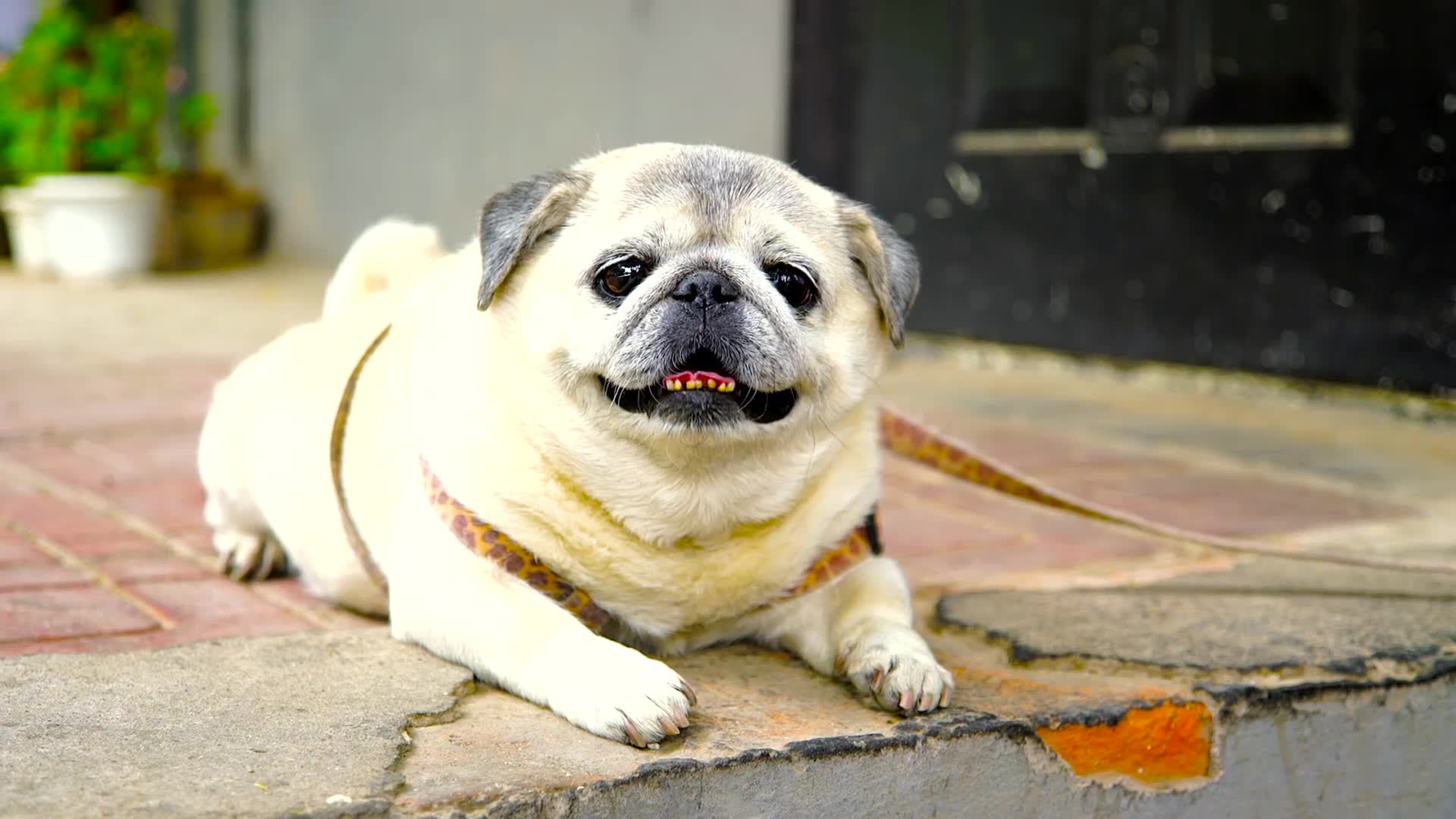 Roar of the Lazy Pug