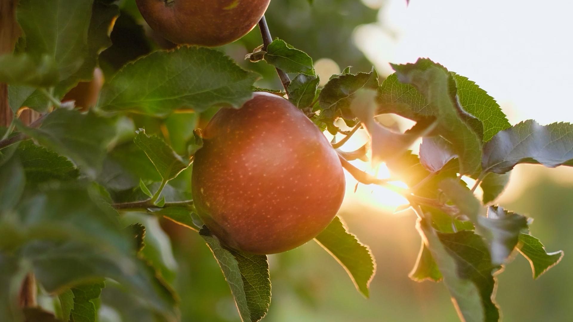 Apples