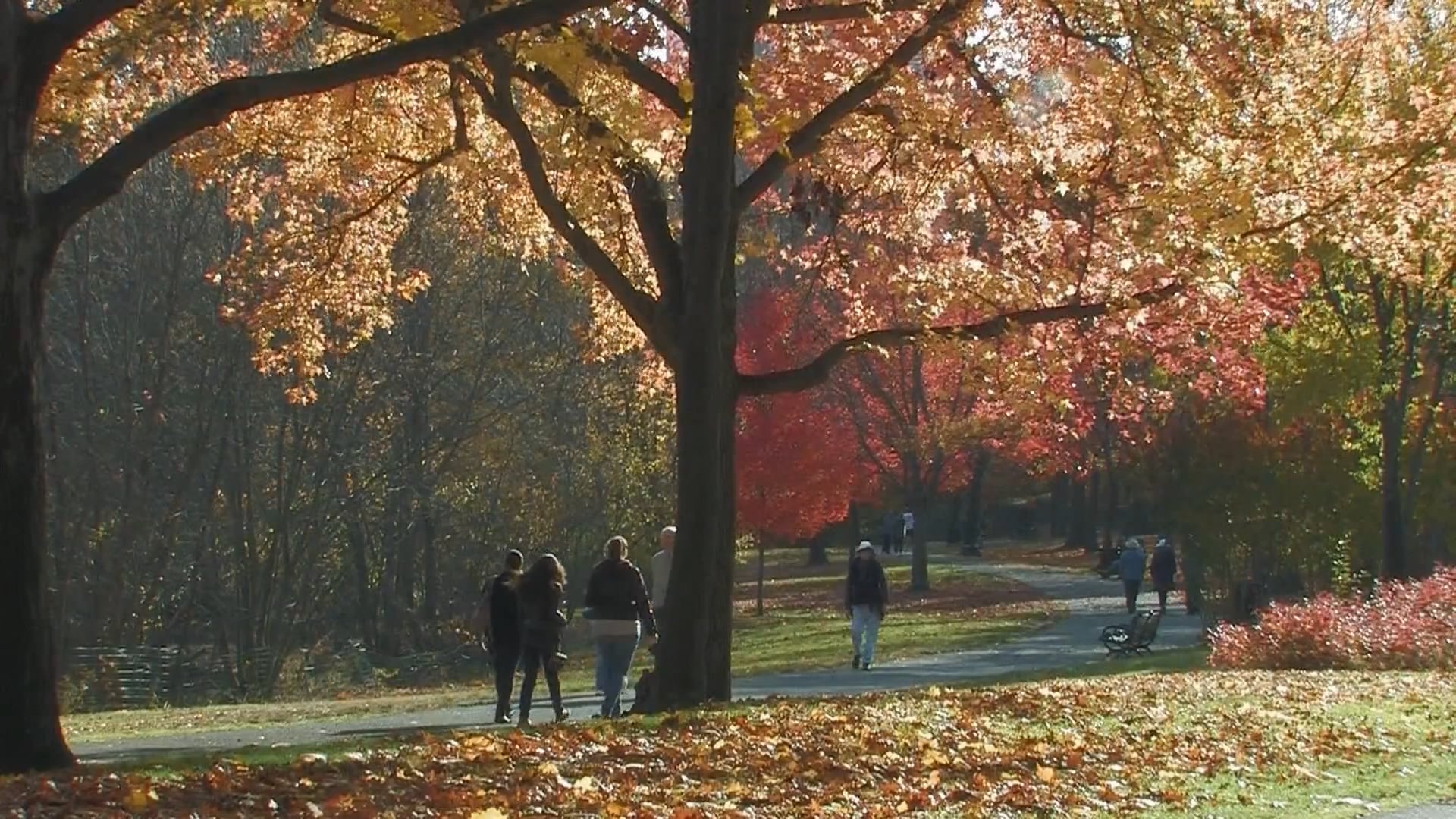 Autumn strolls along a tranquil lakeside park