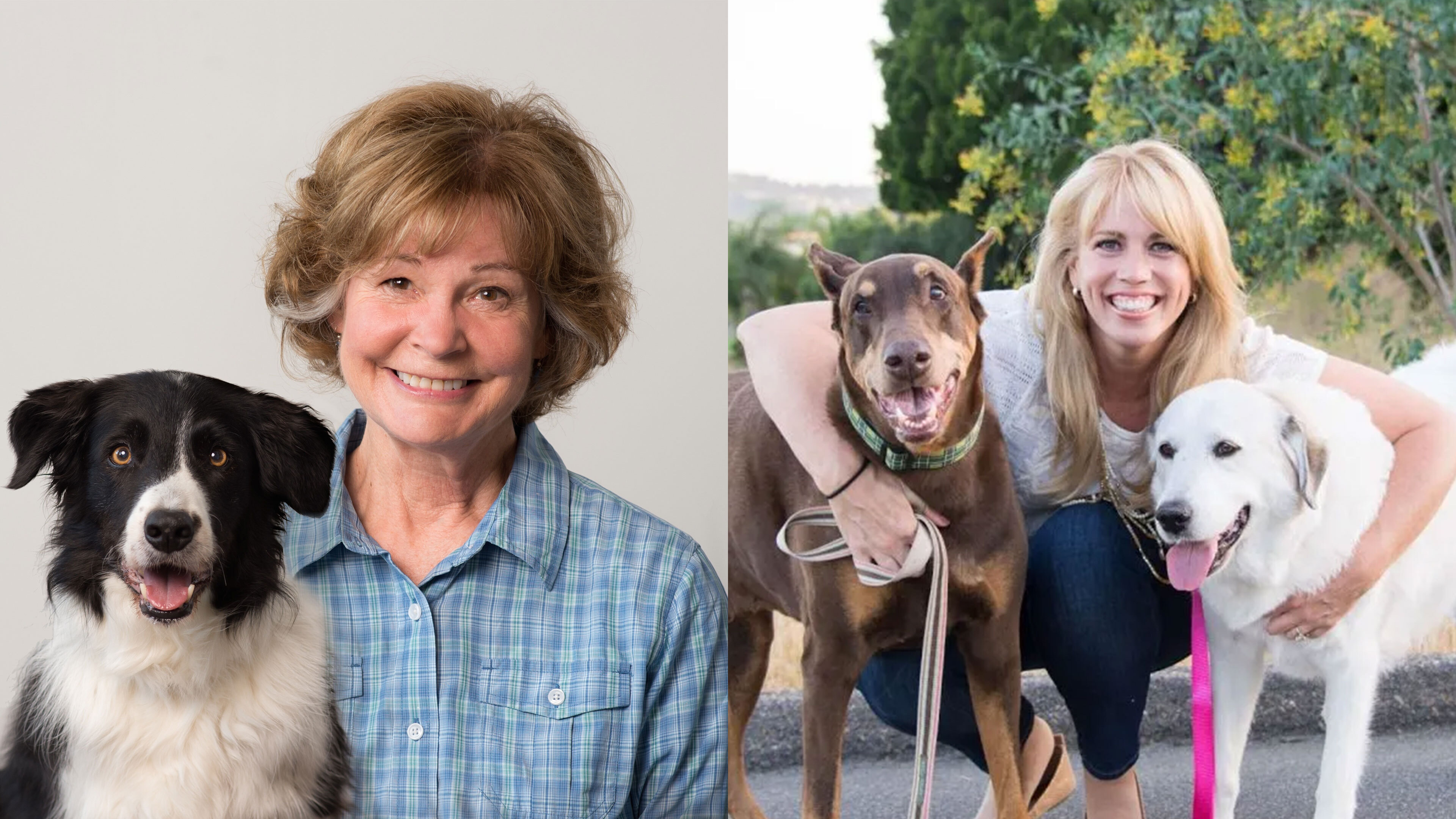 Pet CPR Essentials, Understanding Dog Behavior & Caring for Aging Pets