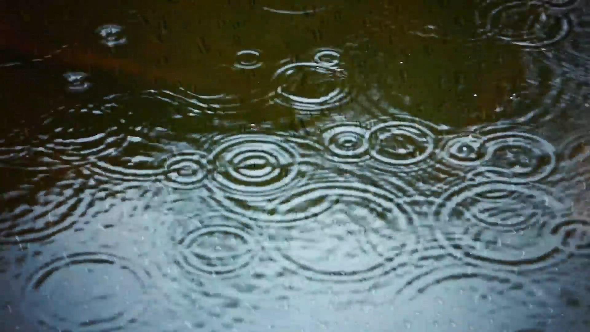 Quiet Reflections on a Rainy Pond