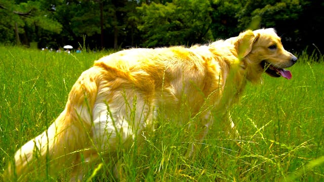 Park Playtime