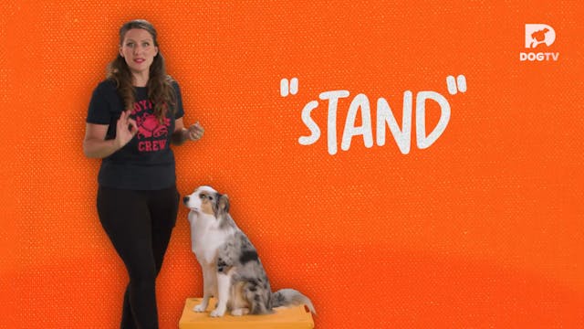 Stand