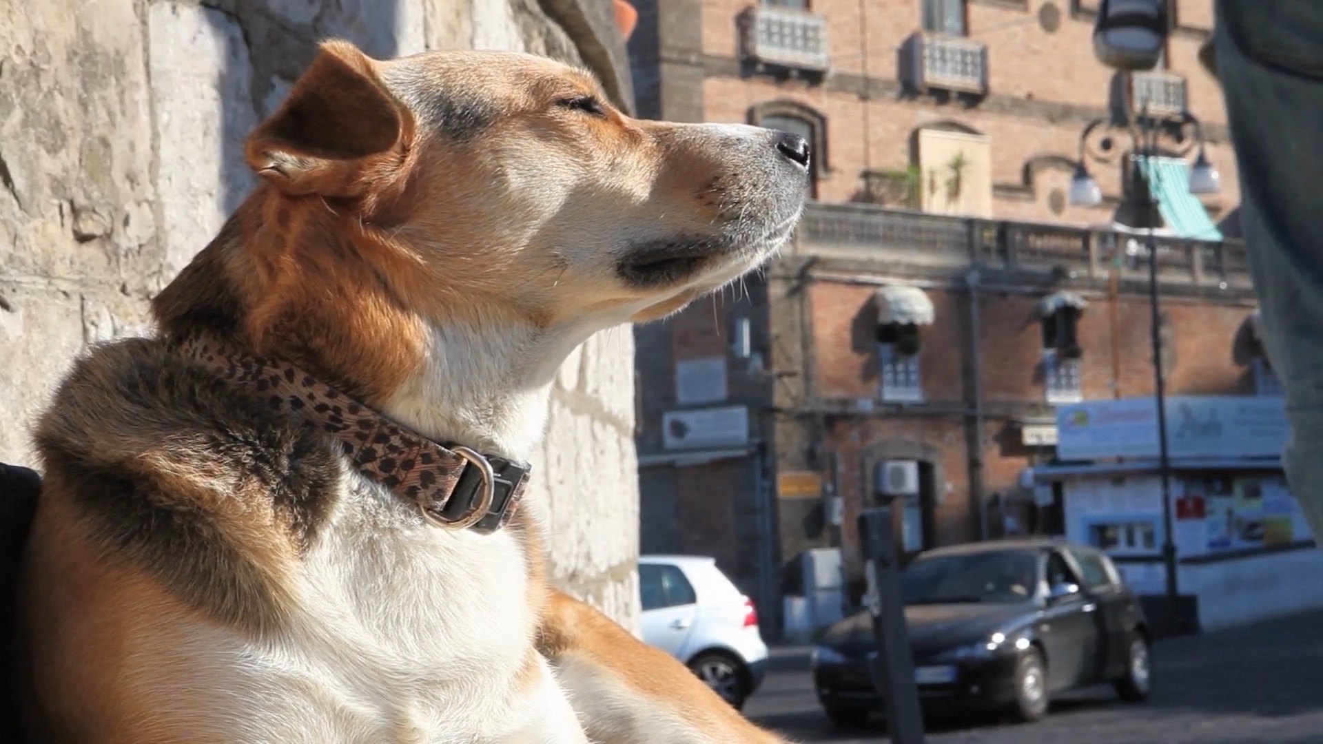 Watching the World Go By