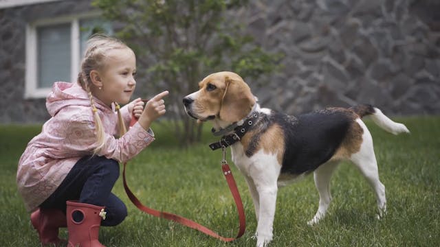 Dog Training Tips for Kids