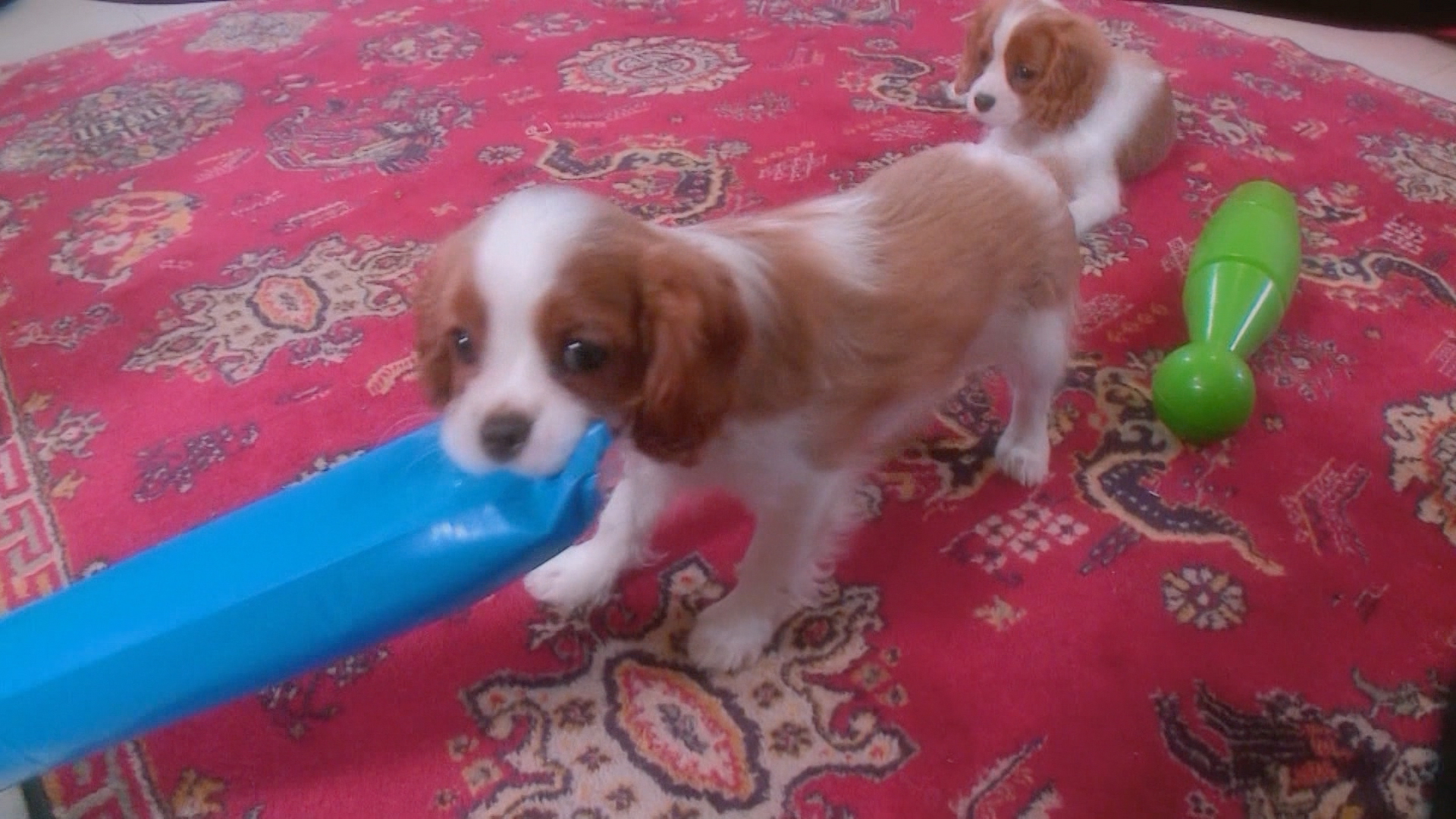 Two Puppies and a Toddler