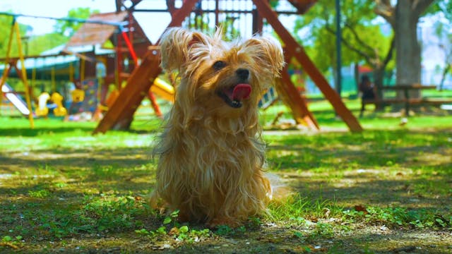 Playground Pause