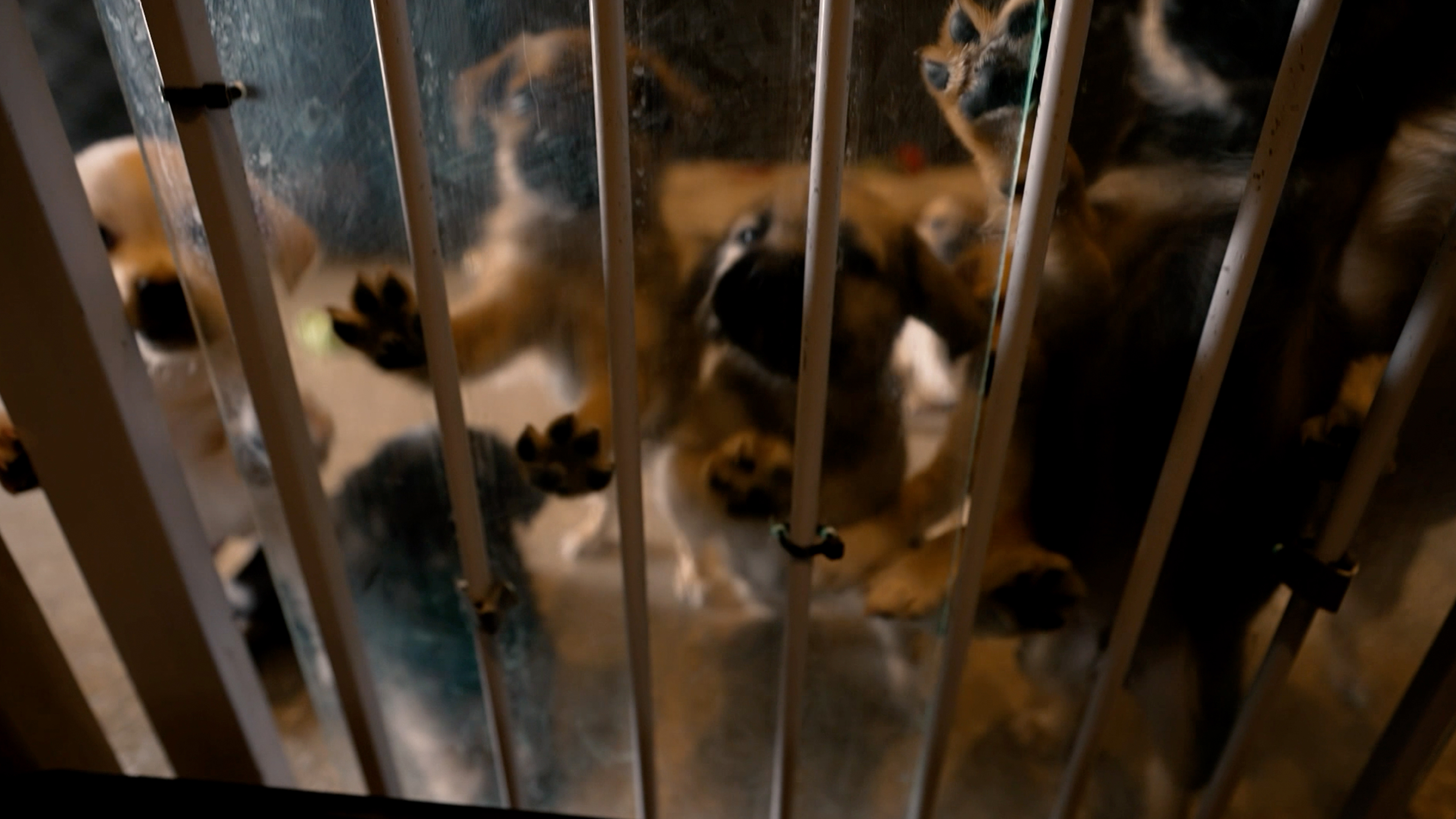 #LovePup Connections