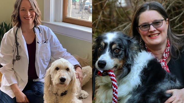 Veterinary Insights, Canine Anxiety S...