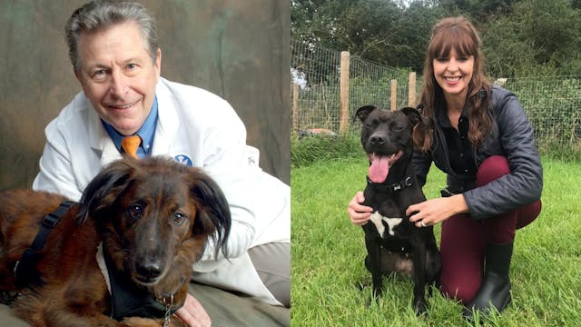 The Science of Dog Anxiety: Advice fr...