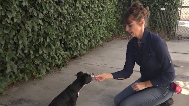 Teaching a Puppy to Sit