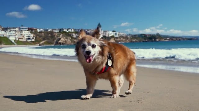 Poms, Purpose & New Beginnings