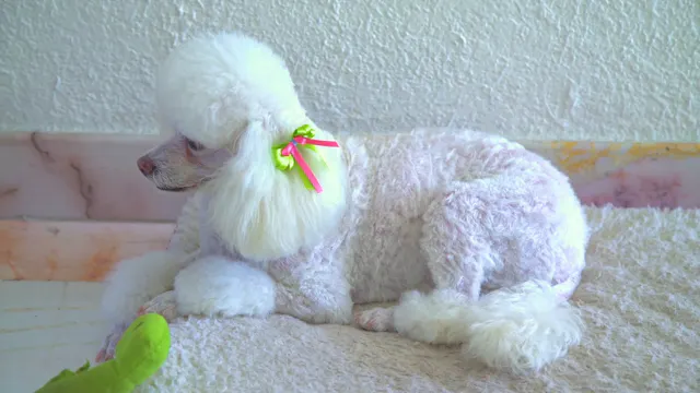 A Poodle’s Quiet Playtime