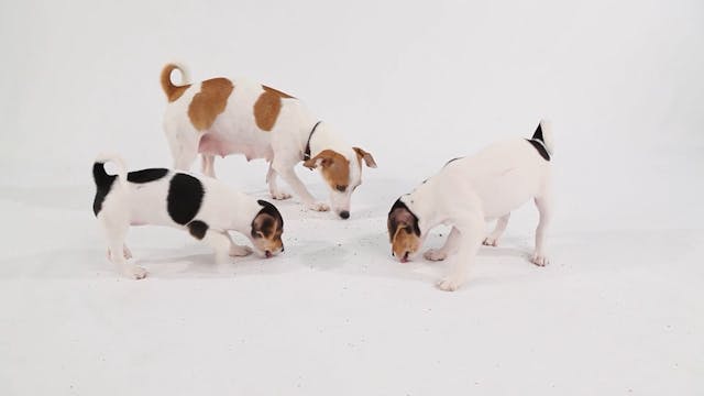 Puppy Playtime