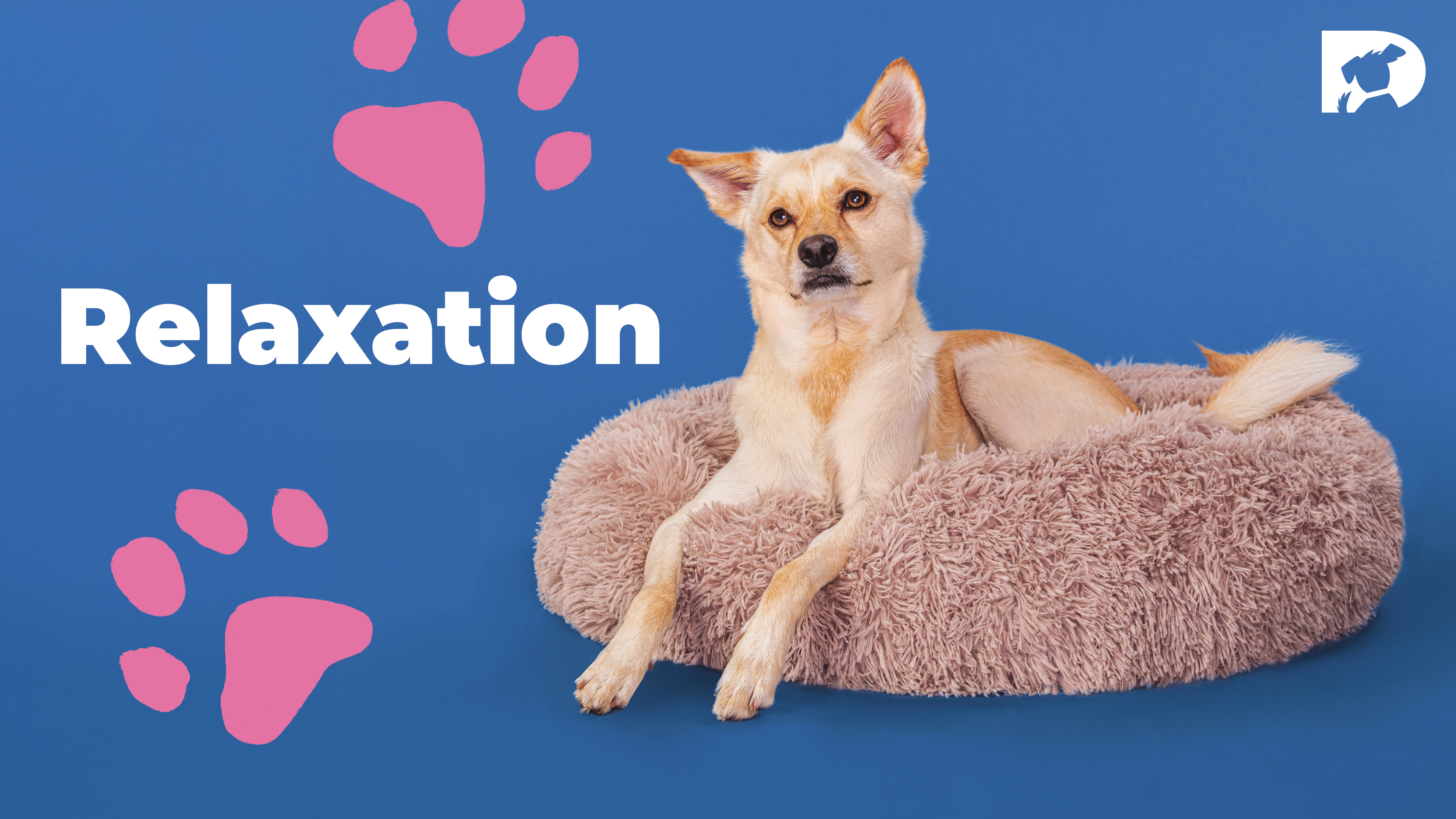 Relax Your Dog with Calming Visuals and Sounds