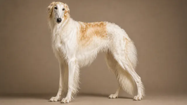 Borzoi