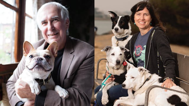 Mastering Dog Training & Unlocking Gu...