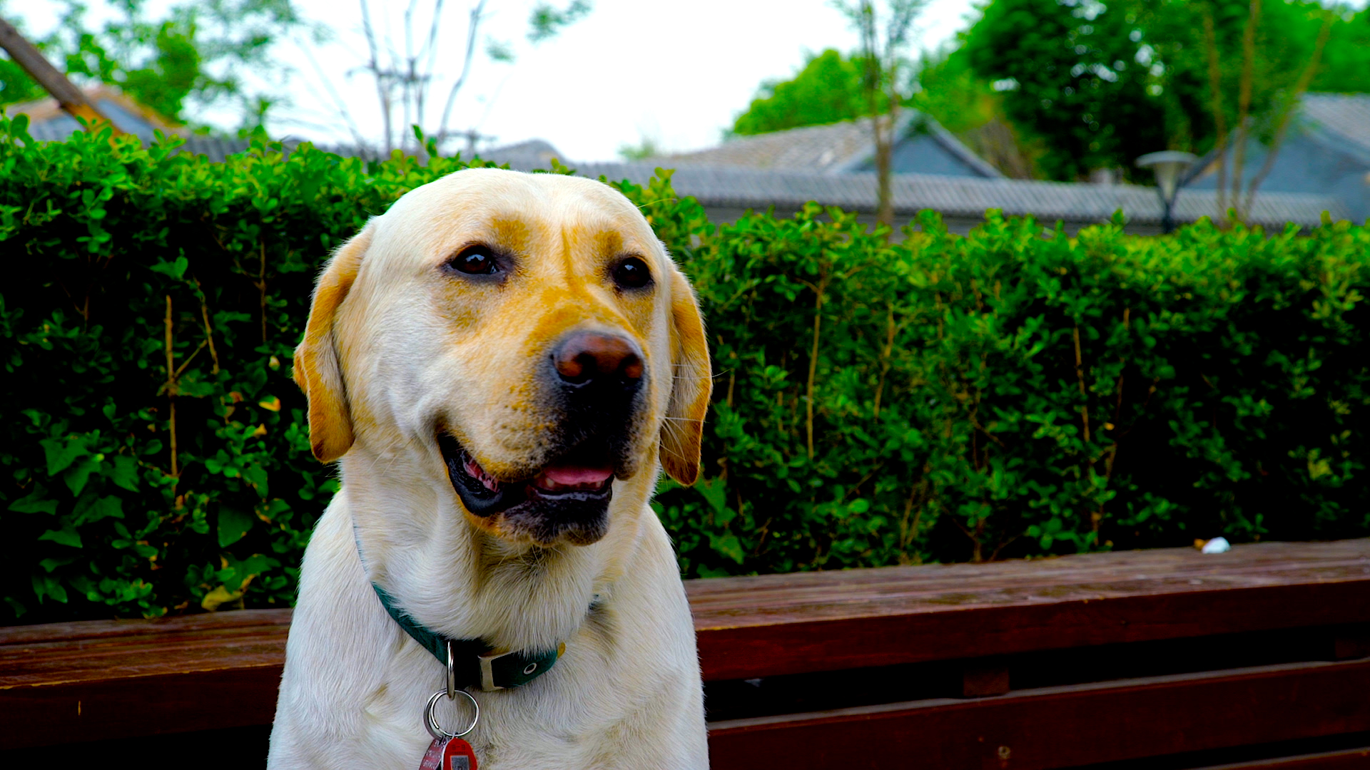 Lazy Pooch Near the Bushes