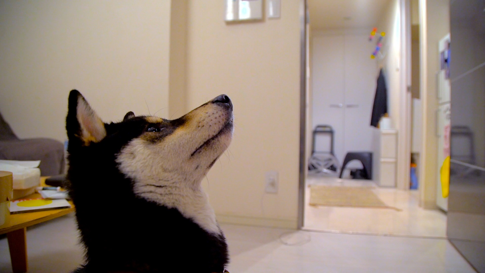 A Shiba’s Playful Discovery