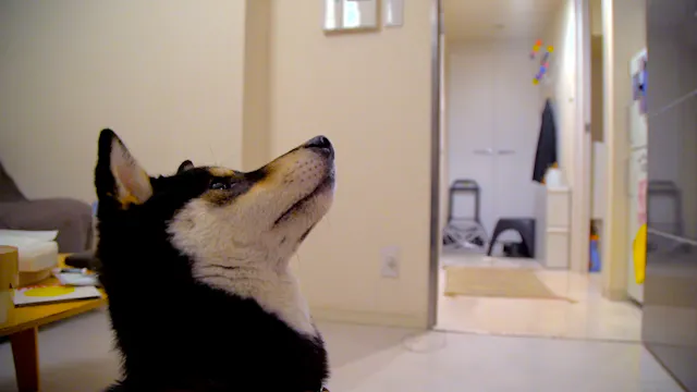 A Shiba’s Playful Discovery